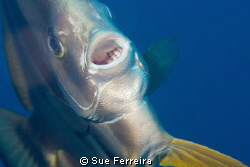 Close up batfish by Sue Ferreira 